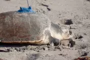 Satellite Tracks Three-Limbed Sea Turtle's Journey After Rehabilitation