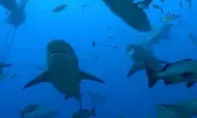 Sharks Form Complex Friendships, Challenging 'Lone Predator' Stereotypes