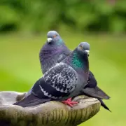 Simple Garden Hack: Stop Feeding Pigeons This One Thing to Protect Your Plants