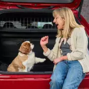 Six Expert Steps to Train Your Dog for Stress-Free Car Journeys