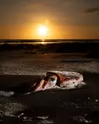 South Australia's Year-Long Algal Bloom Crisis Continues to Devastate Marine Life