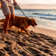 South West Coast Path Crowned UK's Most Picturesque Dog Walk in New Study