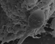 Space Sperm Study: Microgravity Impairs Navigation, Threatens Future Space Colonisation