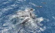 Sperm Whales Display Remarkable Teamwork in Rare Caribbean Birth Footage