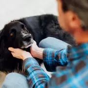 Spring's Hidden Dangers for Dogs: Five Fatal Hazards Owners Must Know