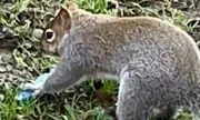 Squirrels Mistake Vapes for Food, Sparking Wildlife Health Crisis