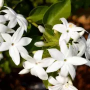 Star Jasmine: The Evergreen Climber for a Fragrant Summer Garden