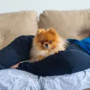 Stolen Pomeranian Reunited with Family After 12 Years Thanks to Microchip