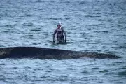 Stranded Baltic Whale Swims Free After Rescue Dig, But Long Journey Remains