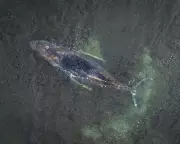 Struggling Humpback Whale 'Timmy' Stranded for Third Time on German Coast