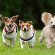 Study Reveals Dog Breeds with Shortest Lifespans, One Breed Averages Just 5.4 Years