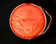 Superbug Drug Pipeline 'Worryingly Thin' as Deaths Set to Double by 2050