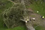 Sycamore Gap Sapling Planted at Eastern End of Hadrian's Wall