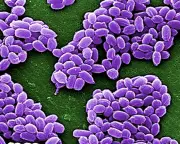 Taxonomy's Vital Role: From Anthrax to Antarctic Soils