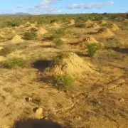 Termite Megacity Visible from Space Covers Area Size of Great Britain