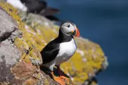 Thousands of Dead Puffins Wash Up on European Beaches Due to Climate Change