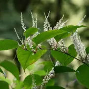 Three Spring Plants That Threaten Your Home and Insurance Claims