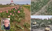 TikTok Frenzy Wrecks California Tulip Farm as Influencers Trample Blooms