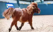Tiny Shetland Pony Pickle Survives Multiple Diseases After Rescue