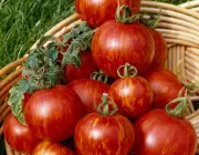 Top 10 Fruit and Vegetables to Plant Now for an Easy, Bountiful Harvest