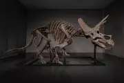 Triceratops 'Trey' Heads to Auction as Dinosaur Fossil Market Booms