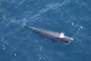 Trump's Gulf Drilling Plans Threaten World's Rarest Whale Species