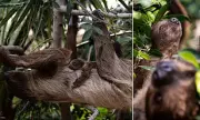 Two-Toed Sloth Gives Birth 14 Metres High at Spanish Zoo in Rare Public Display