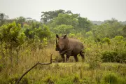 Uganda Reintroduces Rhinos to National Park After 43-Year Absence