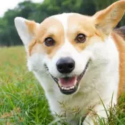 UK Dog Breed Ban Fears: 67 Breeds Face Potential Restrictions Under New Health Rules