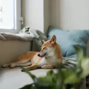 UK Dog Owners Issued Urgent Three-Week Easter Safety Warning