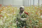 UK Mother's Day Flowers Linked to Kenyan Worker Suffering, Campaigners Demand Law
