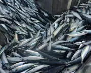 UK's Marine Protected Areas Scandal: Overfishing Threatens Ecosystems