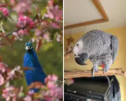 UK's Premier Exotic Animal Hospital to Close Amid Corporate Profit Concerns