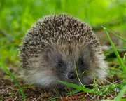 Ultrasound Repellers Could Save Hedgehogs from Road Deaths, Scientists Suggest
