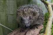 Ultrasound Technology Could Save Hedgehogs from Road Traffic Deaths