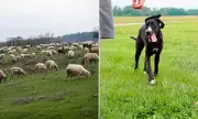 Unlimited Fines for Dog Owners Whose Pets Attack Livestock in England and Wales