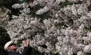 Unusual UK Weather Creates Perfect Conditions for Extended Cherry Blossom Displays