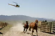 US Federal Plan to Remove 14,000 Wild Horses via Helicopter Roundups Sparks Outrage