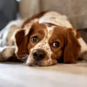 Vape Liquid Poses Deadly Poisoning Risk to Household Pets, Experts Warn