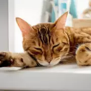 Vet Reveals Four Cat Breeds He Would Never Own Due to Health and Behaviour Issues