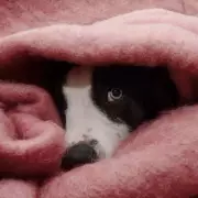 Vet's Crucial Warning: One Common Owner Mistake Fuels Canine Separation Anxiety