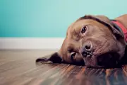 Victoria's Animal Protection Law Reforms Shelved Indefinitely