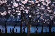 Washington's Cherry Blossoms Reach Peak Bloom, Marking Spring's Arrival