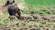 Wildlife Week: Boar Babies, Slug Mascots, and Rhino Returns