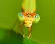 Wildlife Week: Flying Rodent, Duty-Free Possum, and Emerald Viper