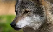 Wolf Attacks Woman in Hamburg, First Human Incident Since 1998 Return