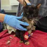 Woman Jailed for Trapping 23 Cats in Wheelie Bin, Leaving Eight Crushed to Death