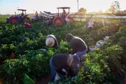 Women Farmworker Advocates Break Silence on Sexual Assault Amid Chavez Allegations