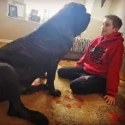 World's Largest Puppy: 12-Stone, 6-Foot-Tall American Molossus Recreates Ancient Breed