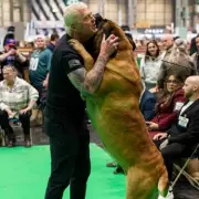 WWE Legend Dustin Rhodes' Mastiff Beast Places Third at Crufts Dog Show